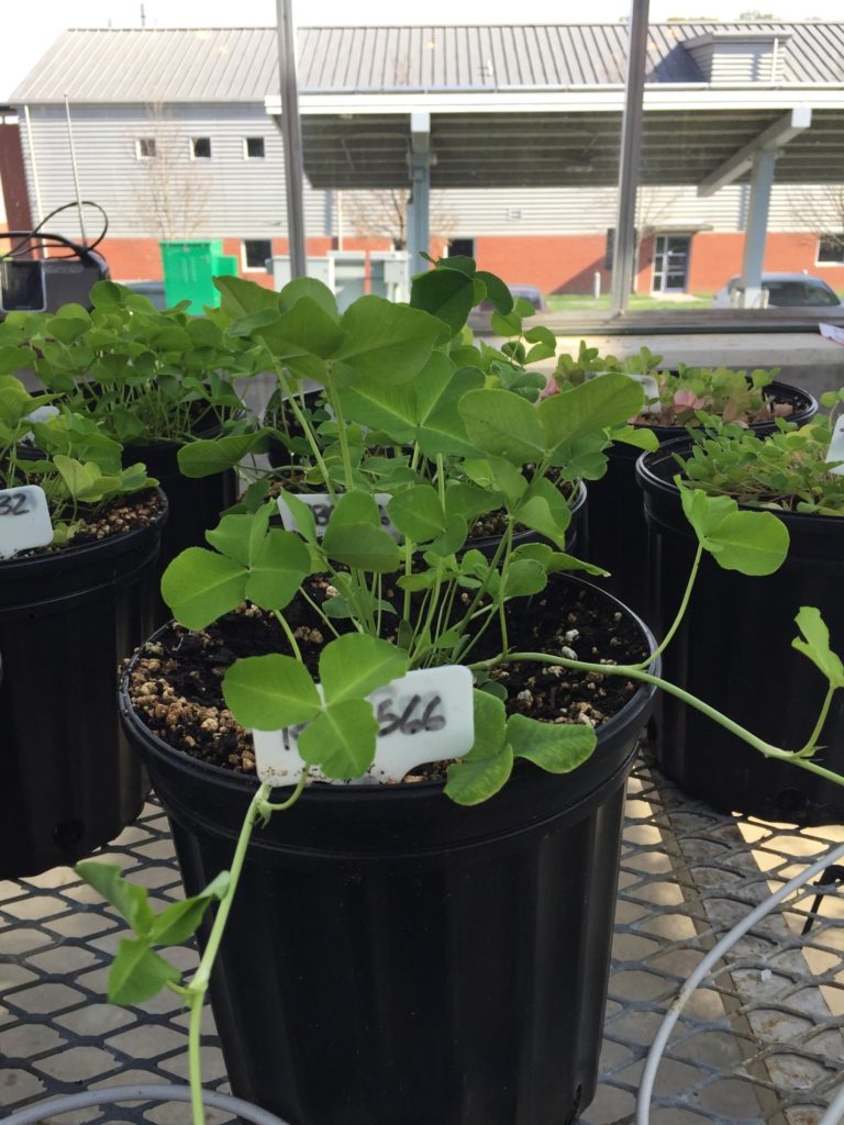 Native clover conservation in the Bluegrass: an agronomic