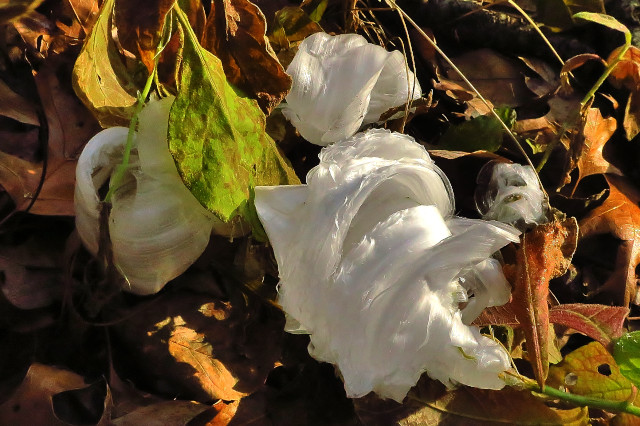 Frost Flowers: Neither flowers nor frost!