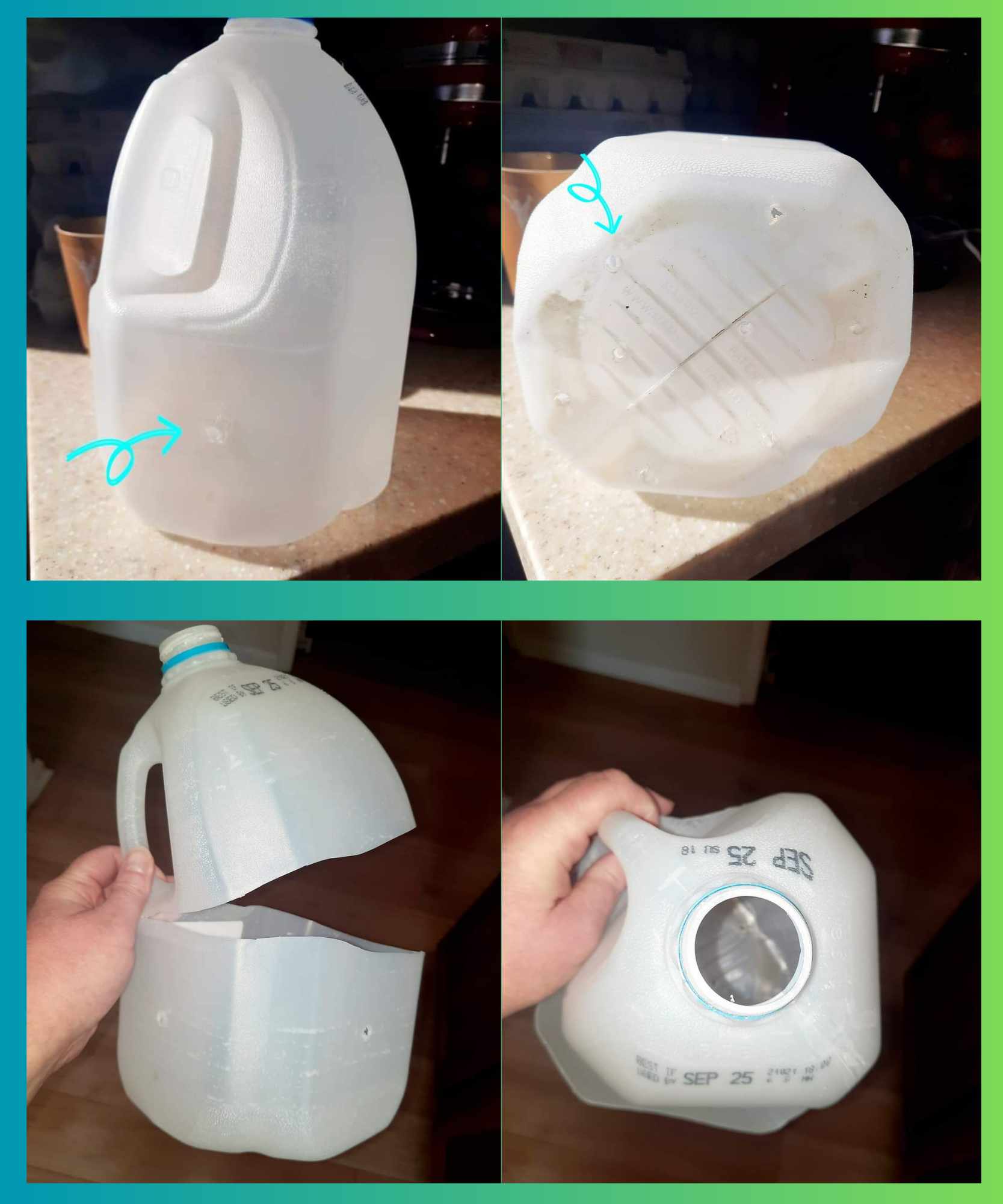 How to turn a milk jug into a mini greenhouse - Kentucky Native
