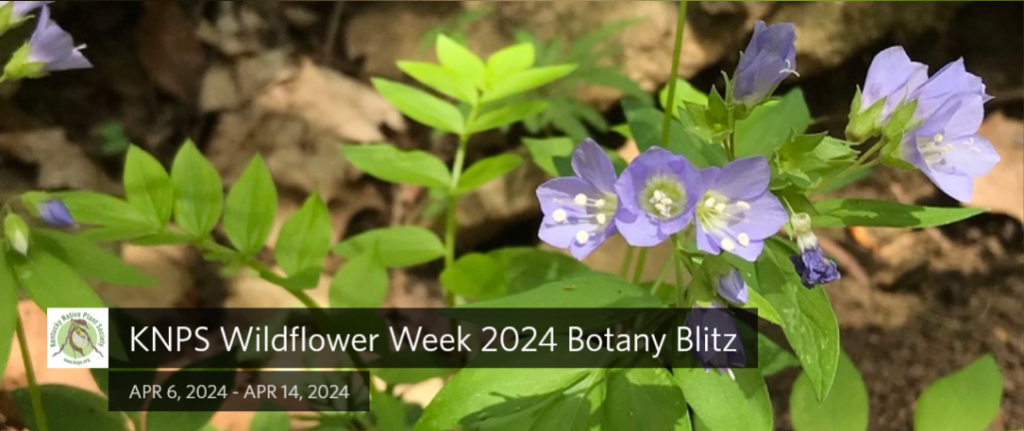 Become Part of Botany Blitz 2024! April 6th - April 14th