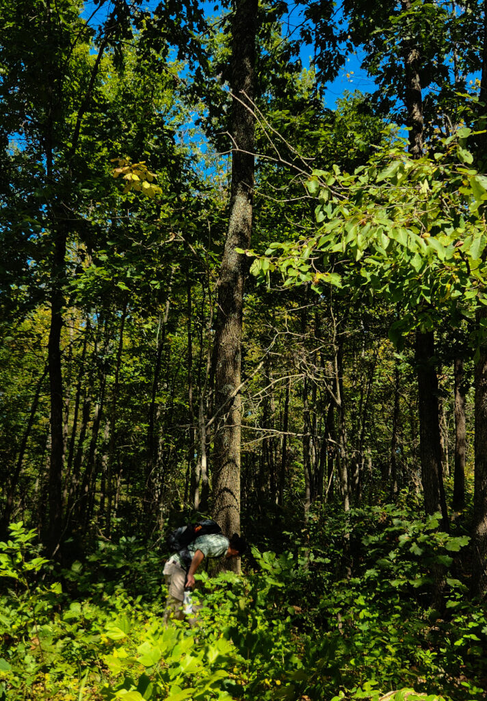 Morgan Ridge Indiana KNPS Field Trip to Mogan Ridge, Indiana - Kentucky Native Plant Society