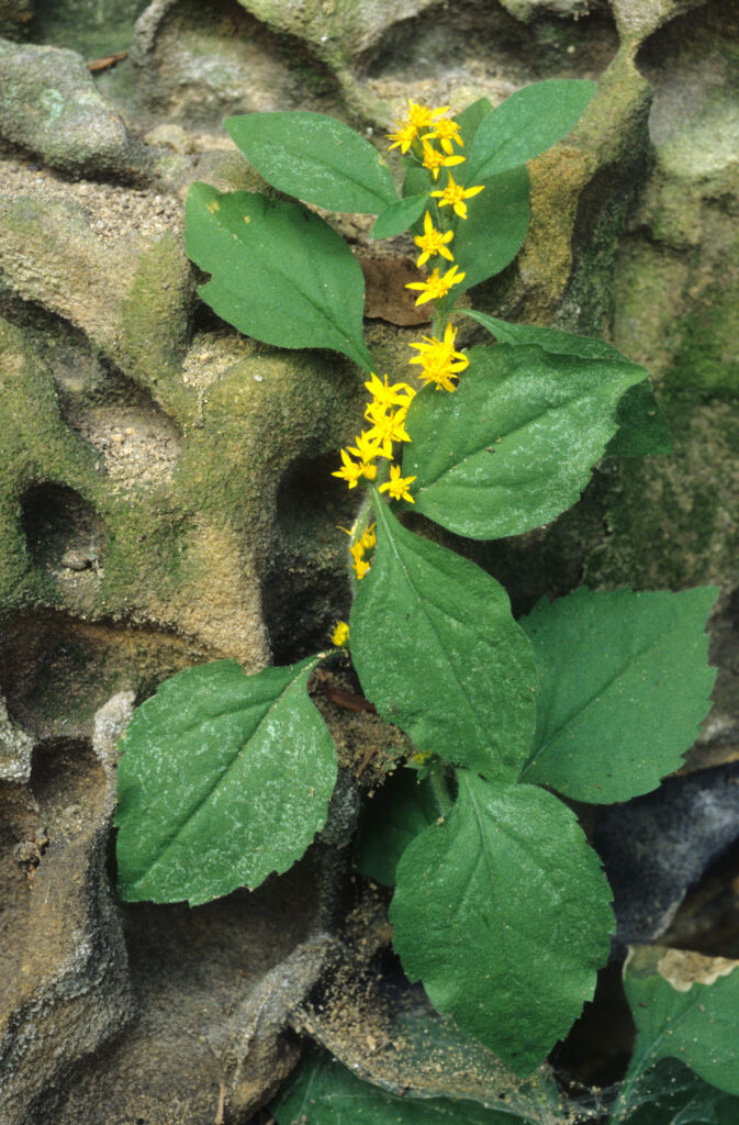 Register for the 5th Annual, Virtual, Kentucky Botanical Symposium