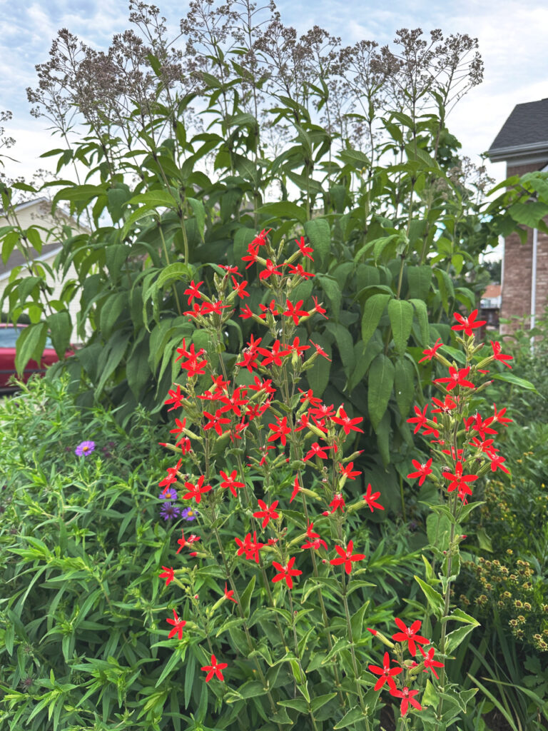 Share Your Native Plant Gardens!