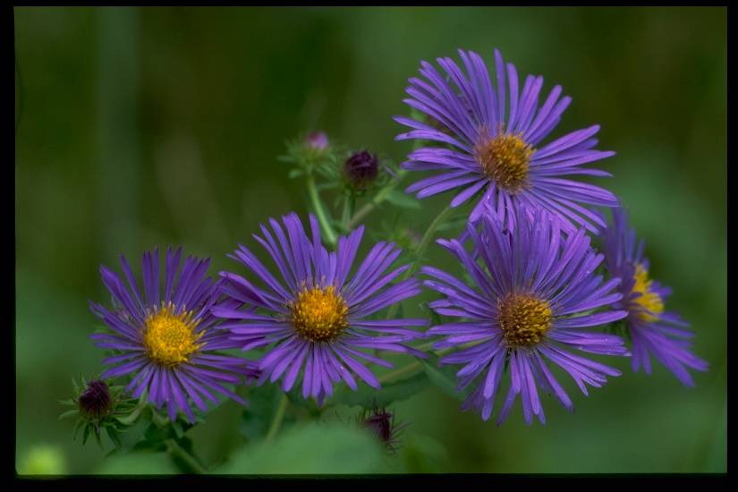 From the Lady Slipper Archives: New England Aster: 2010 Wildflower of the Year